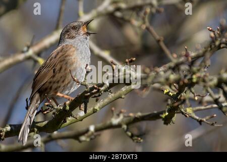 Dunnock in vollem Lied Stockfoto