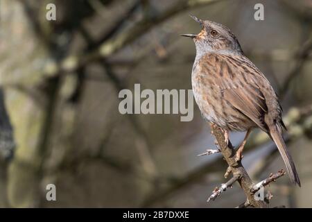 Dunnock in vollem Lied Stockfoto