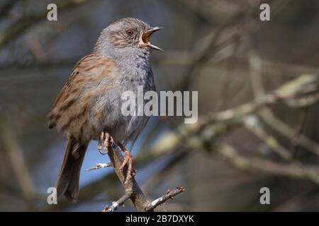 Dunnock in vollem Lied Stockfoto