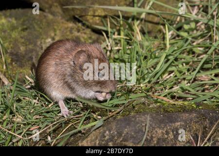 Bank Vole Fütterung Stockfoto