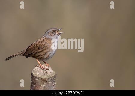 Dunnock in vollem Lied Stockfoto