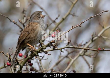 Dunnock in vollem Lied Stockfoto