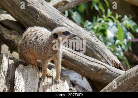 Meerkat oder Suricate (Suricata suricatta) an einem toten Baum alarmieren Stockfoto