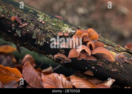 Ein schmackhafter und gesunder Pilz, der an Baumstämmen wächst. Saisonale Delikatesse. Stockfoto