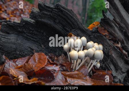 Herbstszene mit einer Gruppe von Pilzen aus Mitteleuropa, Slowakei. Stockfoto