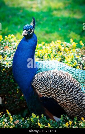 Männliche indische Pfau oder Pfaueneule mit seinen majestätischen Federn Stockfoto