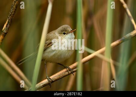 Eurasischer Reed-Warbler - Acrocephalus scirpaceus, kleiner versteckter Liedvogel aus europäischen Schilf, Hortobagy, Ungarn. Stockfoto