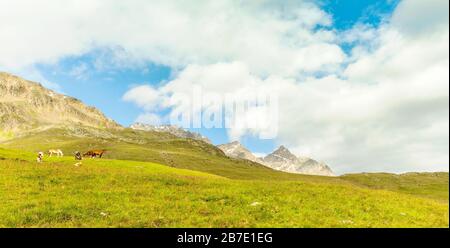 Pferde und Kühe weiden in den Bergen Stockfoto