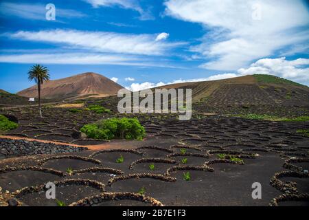 Vulkanlandschaft auf der Insel Lanzarote. Weinberge von La Geria. Kanarische Inseln.Spanien. Stockfoto