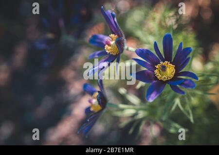 Urple violette Blumen: Pulsatilla Montana oder Mountain Pasque Blumen Stockfoto