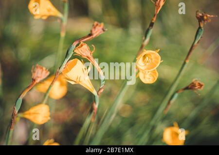 Gelbe Blumen: Petticoat daffodil oder Narcissus Bulbocodium mit grünem Hintergrund Stockfoto