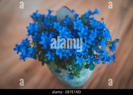 Kleine blaue Blumen auf einem blauen Topf, auf einem braunen Holztisch stehend Stockfoto