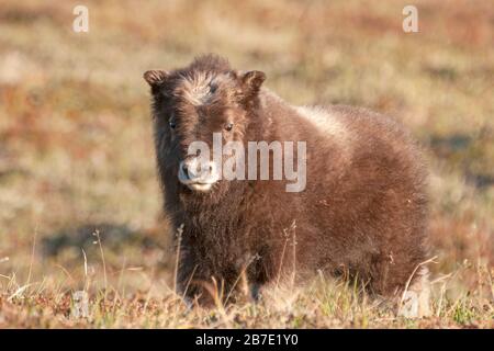 Nordamerika; Vereinigte Staaten; Alaska; Wildtiere; Muskox; Ovibos moschatus; Nomgebiet Stockfoto