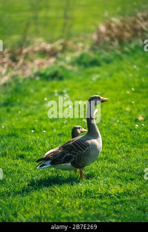 Toulouse Gans (OIE de Toulouse) in einem Park im Meise Botanic Garden, Belgien Stockfoto