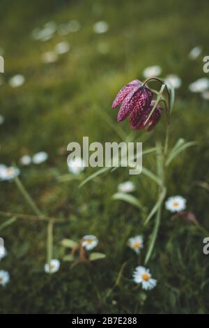 Violette violette Blumen: Einzelne Pulsatilla Montana oder Pasque-Blume mit grünem Grashintergrund Stockfoto