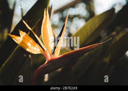 Fantastische südafrikanische Blumen: Orange Bird of Paradise oder Kranichblume (Strelitzia Reginae) Stockfoto