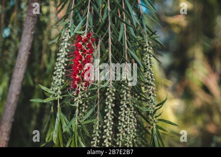 Fantastische Büsche: Rote Blumen von Bottlebürsten (Kallistemon) Bush Stockfoto