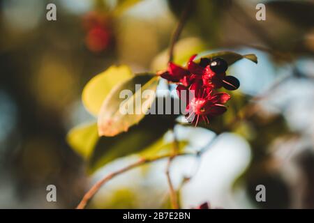 Fantastische südafrikanische exotische Blumen: Rotes kleines Flieger, Carnival Ochna, Bird's Eye Bush, Mickey Mouse Plant oder Mickey Mouse Bush (Ochna Serrul Stockfoto