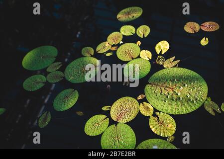 Exotische Wasserpflanzen aus Ost- und Südasien: Stachelige Seerose, Fuchs-Nuss, Gorgonnuss oder Makhana (Euryale ferox) Stockfoto