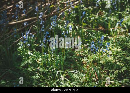 Wild Common Bluebell (Hyacinthoides non scripta) in Gaasbeek, Belgien Stockfoto