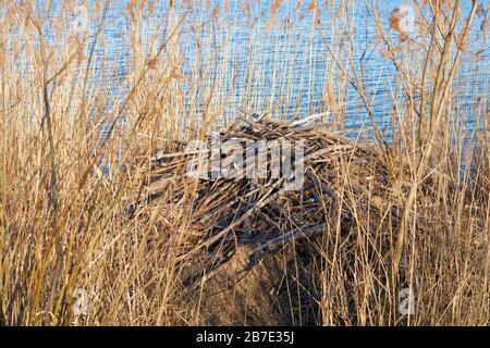 beaver's Lodge an einem See am Stadtrand der Stadt Magdeburg in Deutschland Stockfoto