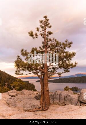 Sonnenuntergang auf einem Baum, der aus dem Felsen wächst, im Emerald Bay State Park Lookout in Lake Tahoe Stockfoto