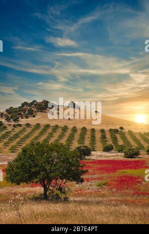 Schöne, sehr bunte Landschaft mit vielen bepflanzten Bäumen, am Rande von Mértola, Portugal. Stockfoto