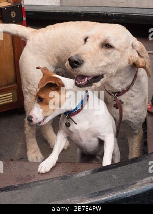 Zwei Hunde, die auf einem Schmalschiff leben Stockfoto