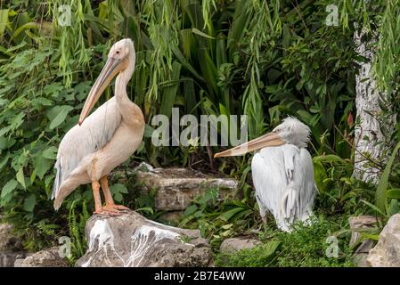 Pelikane, Chongqing City Zoo Stockfoto