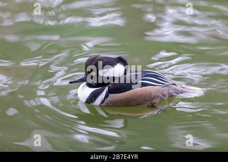 Merganser Mit Kapuze, Außengewinde Stockfoto