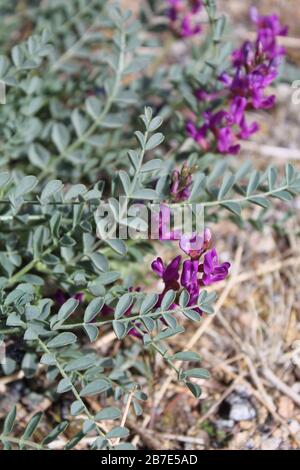 Auf dem kleinen, in der südlichen Mojave-Wüste heimischen Mojave Milkvetch, Astragalus Mohavensis, treten im Frühling leuchtend violette Blumen auf. Stockfoto