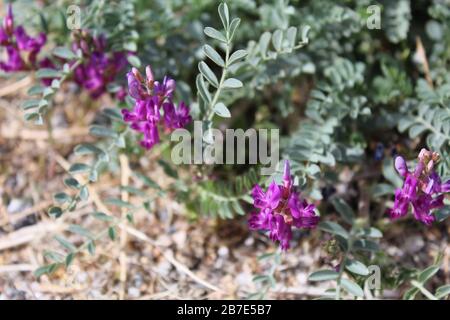 Auf dem kleinen, in der südlichen Mojave-Wüste heimischen Mojave Milkvetch, Astragalus Mohavensis, treten im Frühling leuchtend violette Blumen auf. Stockfoto