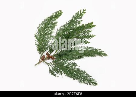 Zypernperücke mit trockenen Konen auf weißem Hintergrund isoliert. Cupressus Stockfoto