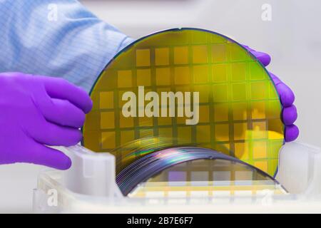 Silikon-Wafer mit Halbleitern in Kunststoff weißen Aufbewahrungsbox mit Handschuhen im Reinraum herausnehmen. Stockfoto