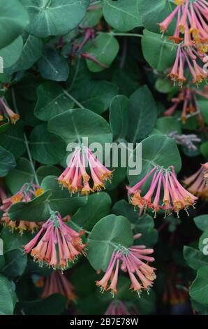 Trompete Vine, Coral Honeysuckle Stockfoto