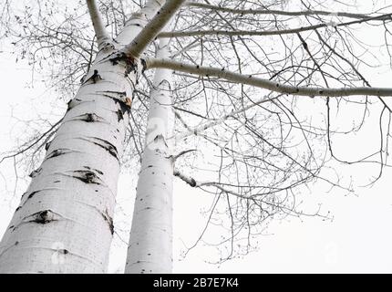 Aspen Tree, Colorado Stockfoto