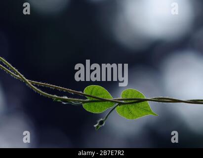 Zwei Herzen umschlitterten. Morgenglorreiche geht Stockfoto