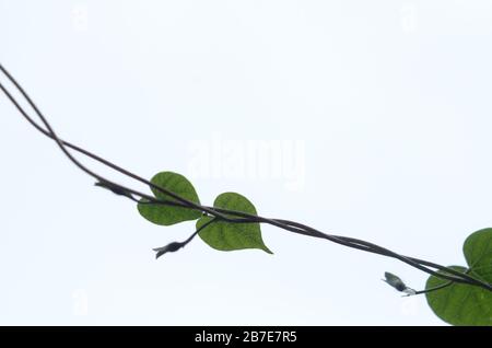 Zwei Herzen umschlitterten. Morgenglorreiche geht Stockfoto