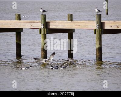 Möwen An Der Bucht Stockfoto