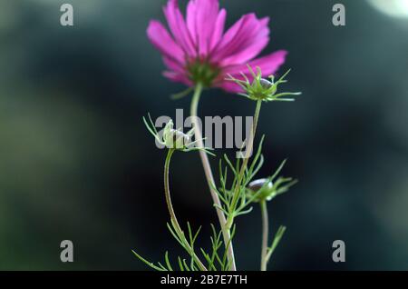 Kosmos Knospen und Blume Stockfoto