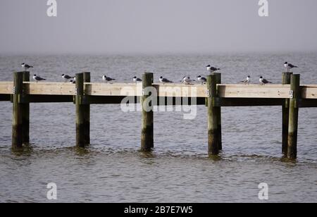 Möwen An Der Bucht Stockfoto