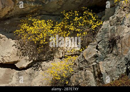 Alyssum-Felsen Aurunia saxatile blüht an den hängen im Berg Teteven, Bulgarien Stockfoto