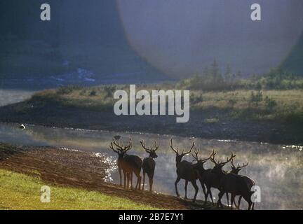 Elk by River in der Nähe von Banff, Alberta, Kanada Stockfoto