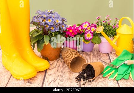 Frühling im Garten und Zeit zum Auspflanzen von Frühlingsblumen. Konzept: Frühling und Neubeginn. Bunte Pflanzen, Gießkanne und Stiefel Stockfoto