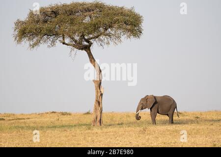 Afrikanischer Elefant steht in der Nähe eines großen Regenschirms im Maasai Mara Reserve in Kenia. Stockfoto