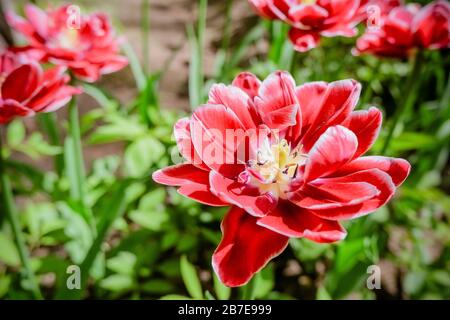 Hintergrund rosa weiße Tulpen blühenden Feld Muster. Makro von roten Tulpen Blumen Wiese. Viele rosa flauschige Hybrid-Tulpen im Garten. Anfang Frühjahr Stockfoto