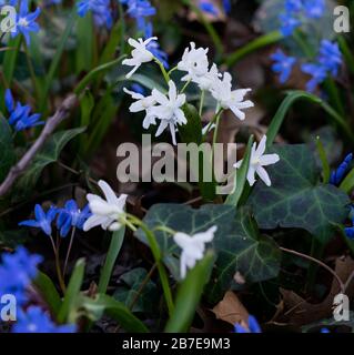 Die im Frühling blühenden Blumen in Chionodoxa sardensis unterstreichen den schönen Tag im Wave Hill Park in der Bronx Stockfoto