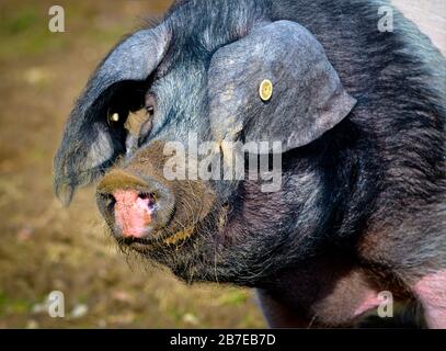 Ein fetter Schwein, ein Porträt in der Sonne Stockfoto