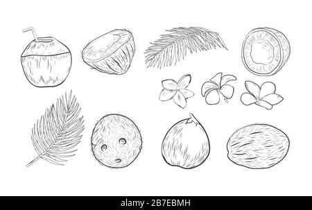 Tropical Elements - handgezeichnete Kollektion. Stock Vektor