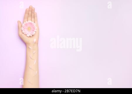 Nahaufnahme Womans Hand mit einer leuchtend rosafarbenen Gerbera Blumen auf einem violetten Hinterrund mit Kopierraum. Gesundheitskonzept für Damen. Konzept einer Werbung von Stockfoto